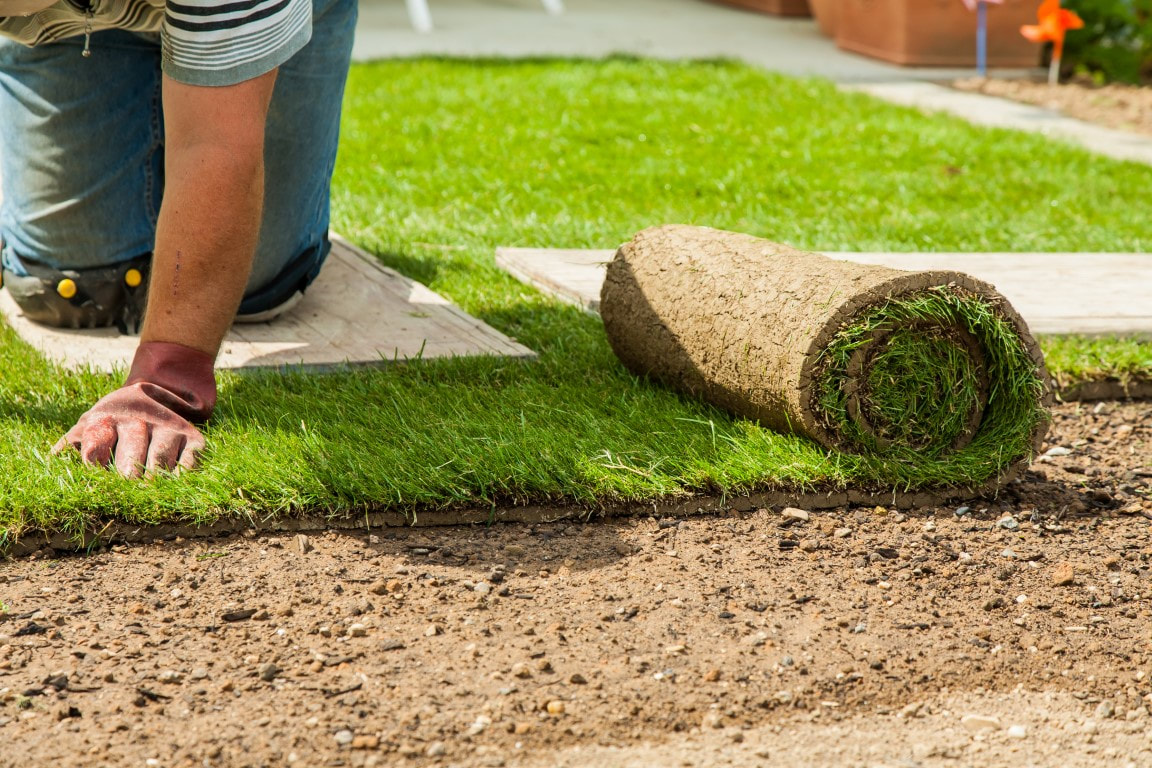 lawn care near me
